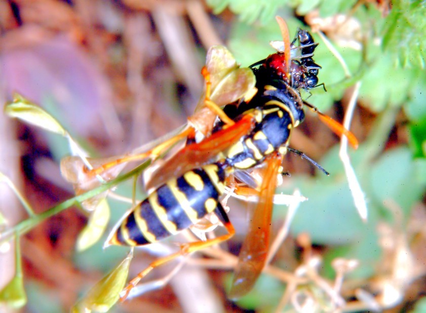 Polistes gallicus